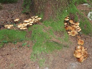 02 tanti funghi
